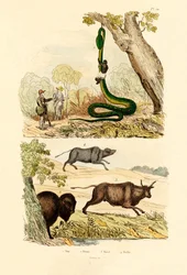 Boa, 1833-39 